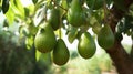 group of avocados hanging on a tree. Fresh avocado plant on tree branch. AI Generative