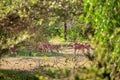 A group of axis deer are standing on a glade in the Yala Nationalpark