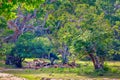 A group of axis deer are standing on a glade in the Yala Nationalpark