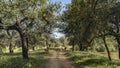 A group of axis spotted deer chital runs along a dirt road