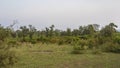 A group of axis spotted deer graze in a clearing in the jungle.