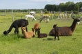 Group of baby and adult alpacas and one large llama resting or grazing in their enclosure Royalty Free Stock Photo