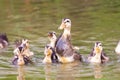 A group of baby duck playing on water Royalty Free Stock Photo