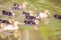 A group of baby duck swimming on water Royalty Free Stock Photo