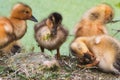 Group of baby ducklings on the shore of a lake in the forest cleaning themselves