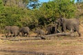 Group and baby elephant walking Chobe Botswana Africa Royalty Free Stock Photo