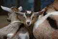 Group of baby goats standing in a line with their heads resting on the back of one another, Royalty Free Stock Photo