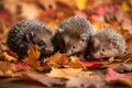 group of baby hedgehogs climbing and playing in pile of autumn leaves