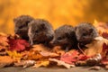 group of baby hedgehogs climbing and playing in pile of autumn leaves