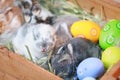 Group of baby Holland lop rabbits in the nest with mommy fur and hay and decorate with Easter eggs.