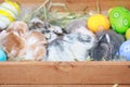 Group of baby Holland lop rabbits in the nest with mommy fur and hay and decorate with Easter eggs.