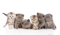 Group baby kittens. isolated on white background