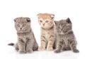 Group baby kittens sitting in front. isolated on white background Royalty Free Stock Photo