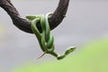 A group of baby Lesser Sunda pit vipers crept along a dry tree branch.