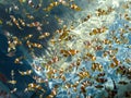 Group of baby perculas clownfish in Percula farm.