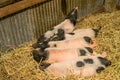 Group baby pig two tone color are sleeping on the dry hay Royalty Free Stock Photo