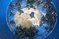 Group of baby sea turtles swimming in blue plastic water bucket