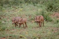 Group of baby Warthog piglets running Royalty Free Stock Photo