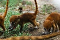 A group of baby white-nosed Coatis Nasua narica foraging just outside the jungle Tulum, Mexico