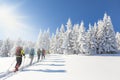 Group of backcountry skiers going up towards a snow covered christmas tree forest on a beautiful sunny day