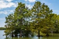 Bald Cypress Trees at Stumpy Lake in Virginia Beach Royalty Free Stock Photo