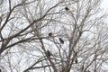 Group of bald eagles, Haliaeetus leucocephalus perched on a tree. Royalty Free Stock Photo