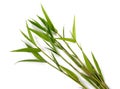 Group of bamboo Royalty Free Stock Photo