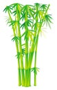 Group of bamboo stalks