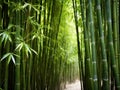 a group of bamboo trees