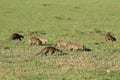 Group of banded mongooses in the african savannah.