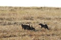 Group of banded mongooses with babies in the african savannah.