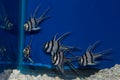 Group of Banggai Cardinalfish