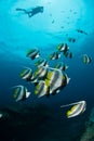 A group of banner fish is Sodwana Bay