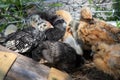 Group of Bantam baby chicks in the yard Royalty Free Stock Photo