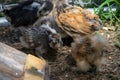 Group of Bantam baby chicks in the yard Royalty Free Stock Photo