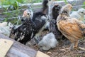 Group of Bantam baby chicks in the yard Royalty Free Stock Photo