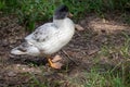 Group of Bantam baby chicks in the yard Royalty Free Stock Photo