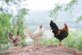 Group of bantam chickens