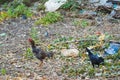 Group of bantam ,hen and chicks find food on the ground