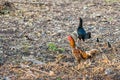 Group of bantam ,hen and chicks find food on the ground