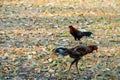 Group of bantam ,hen and chicks find food on the ground