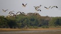 Group of bar headed goose flying Royalty Free Stock Photo