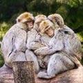 Group of barbary macaque cuddling