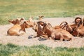 Group of barbary sheep wild goats antelope lying resting in sand ground on hot summer day. Herd of wild Texas aoudad goats with