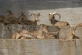 Group of barbary sheeps in a wall Royalty Free Stock Photo