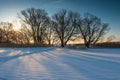 Group of bare trees in a field at sunset winter day Royalty Free Stock Photo