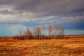 A Group Of Bare Trees Stands In A Vast, Open Field Under A Cloudy Sky