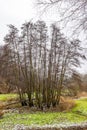 Group of bare trees surrounded by green grass with traces of snow