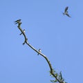 Group of barn swallows Hirundo rustica sitting on a bare branch, one of the birds is flying into the blue sky, copy space