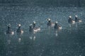 Group of barnacle geese swimming on dark water Royalty Free Stock Photo